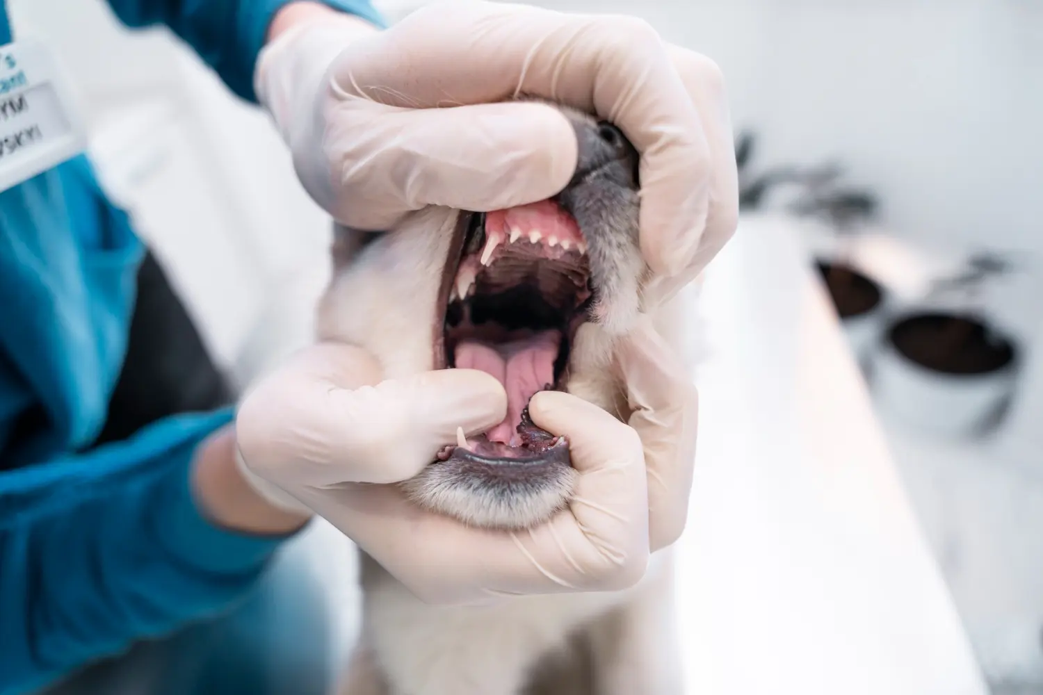 Examining teeth at lakeside pet hospital